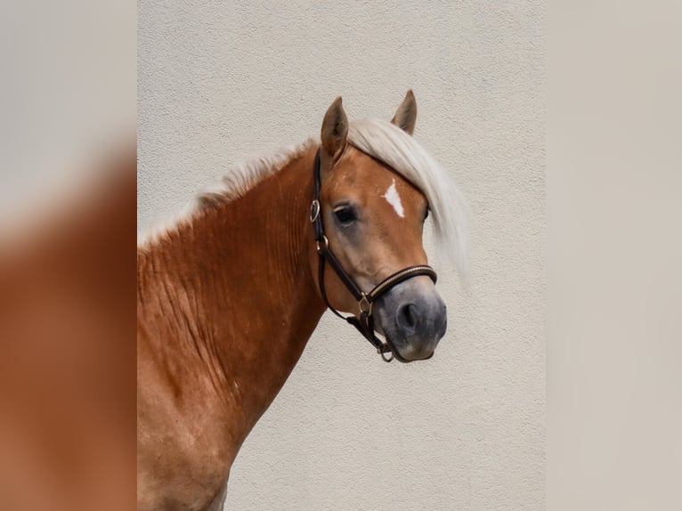 Edelbluthaflinger Stallone 2 Anni  in Ebermannsdorf