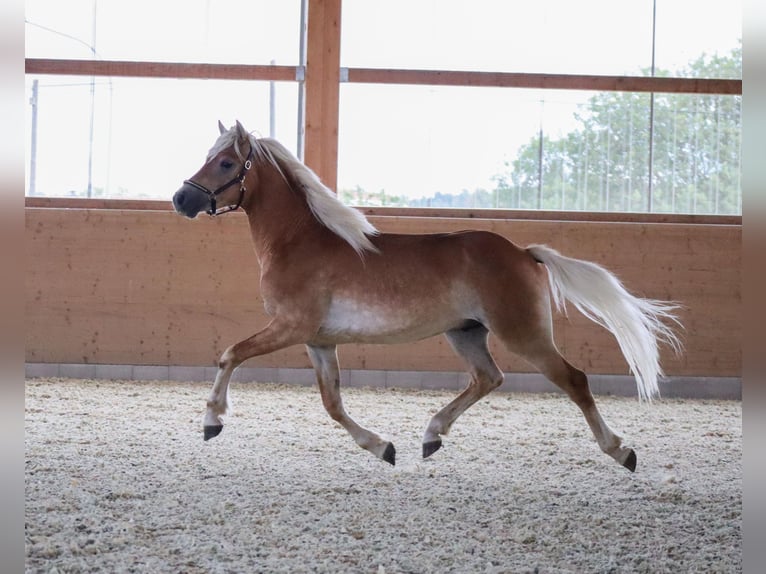 Edelbluthaflinger Stallone 2 Anni  in Ebermannsdorf