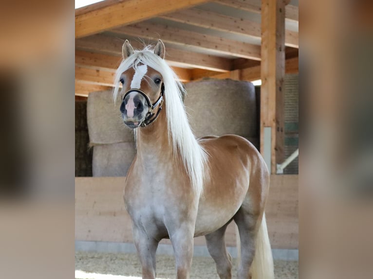 Edelbluthaflinger Stallone 2 Anni Sauro in Ebermannsdorf
