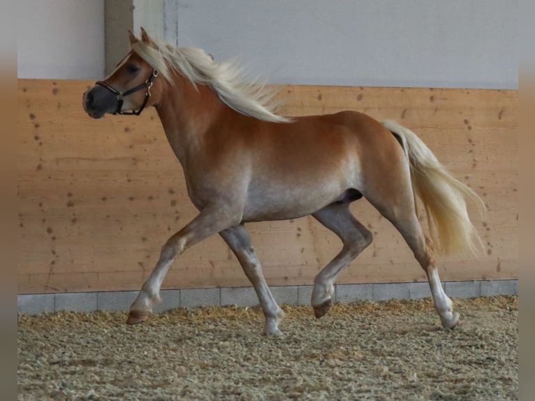 Edelbluthaflinger Stallone 2 Anni Sauro in Ebermannsdorf