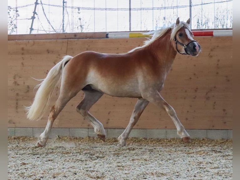 Edelbluthaflinger Stallone 2 Anni Sauro in Ebermannsdorf