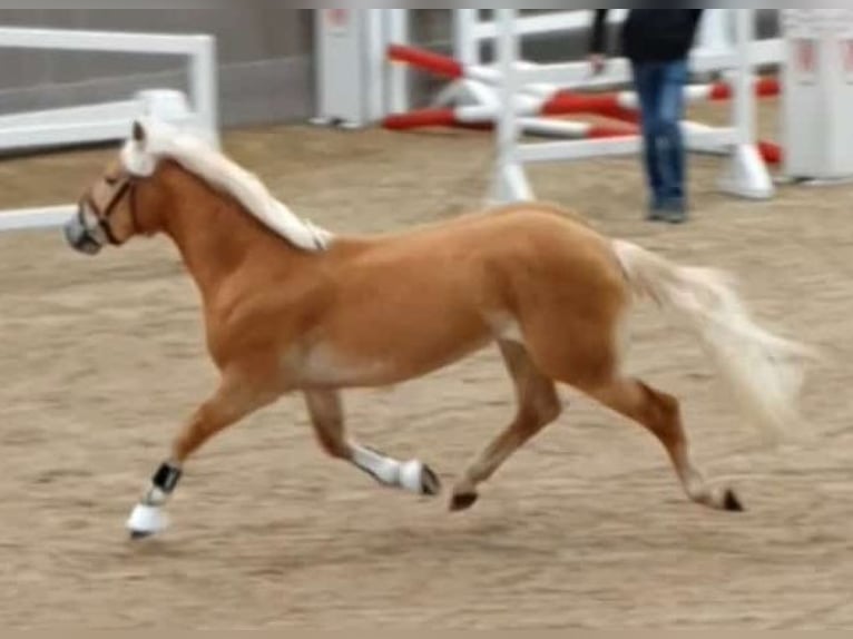 Edelbluthaflinger Stallone 3 Anni 144 cm Sauro in Diepholz