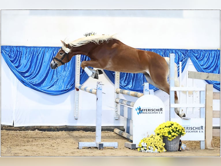 Edelbluthaflinger Stallone 3 Anni 147 cm Sauro in Miesbach