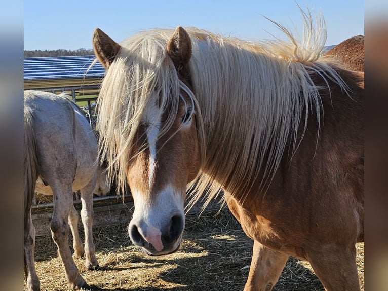 Edelbluthaflinger Stallone 3 Anni 147 cm Sauro in Haselbachtal