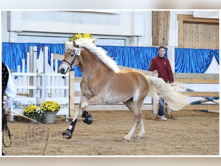 Edelbluthaflinger Stallone 3 Anni 151 cm Sauro in Ebermannsdorf