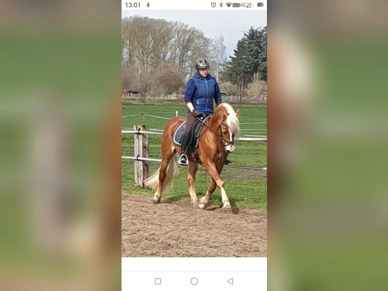 Edelbluthaflinger Stallone in Hamm