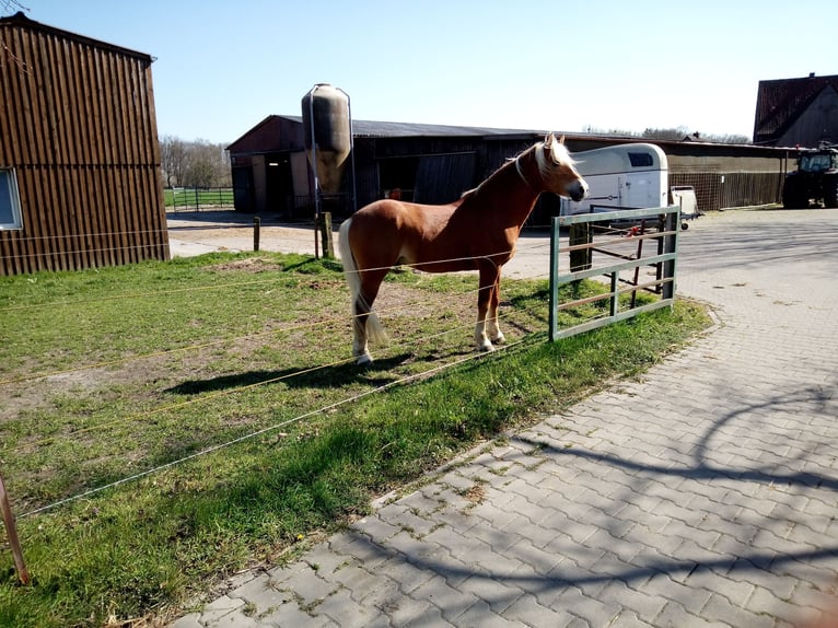 Edelbluthaflinger Stallone in Hamm