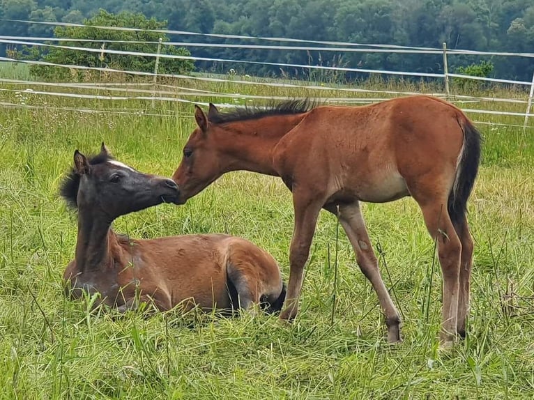 Edelbluthaflinger Stallone Puledri
 (04/2024) 150 cm Grigio in Rosenberg