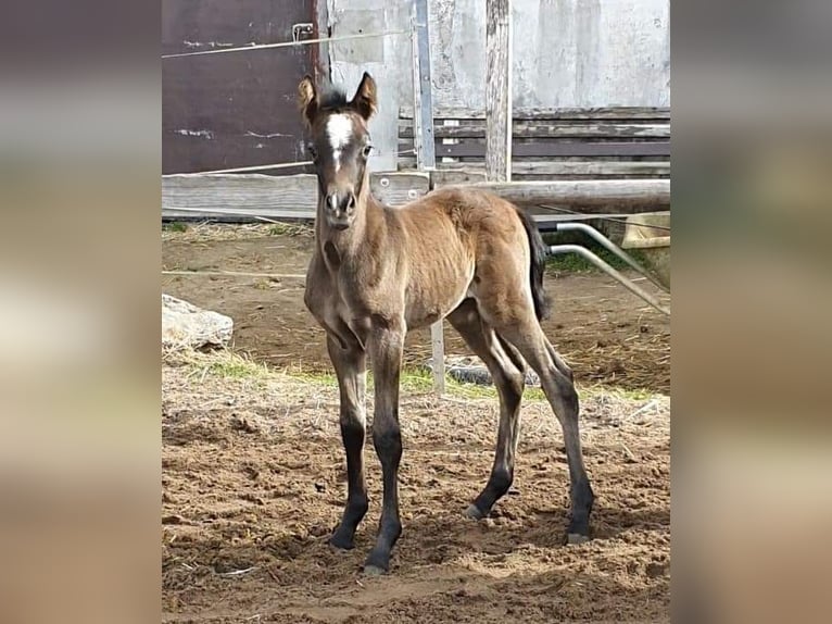 Edelbluthaflinger Stallone Puledri
 (04/2024) 150 cm Grigio in Rosenberg