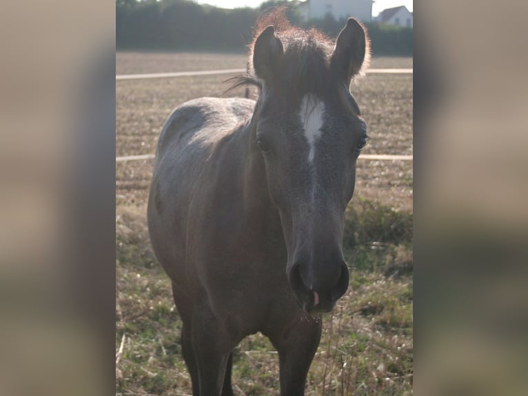 Edelbluthaflinger Stallone Puledri
 (04/2024) 150 cm Grigio in Rosenberg