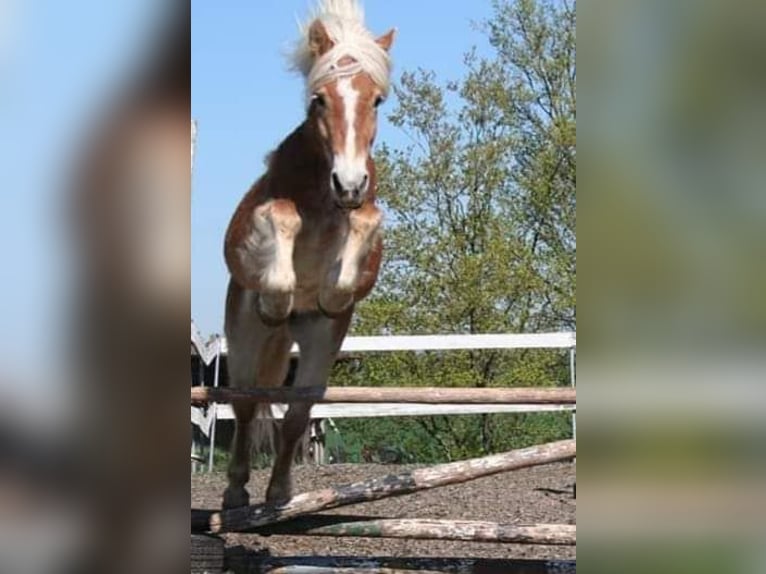 Edelbluthaflinger Stallone Puledri
 (04/2024) 150 cm Grigio in Rosenberg