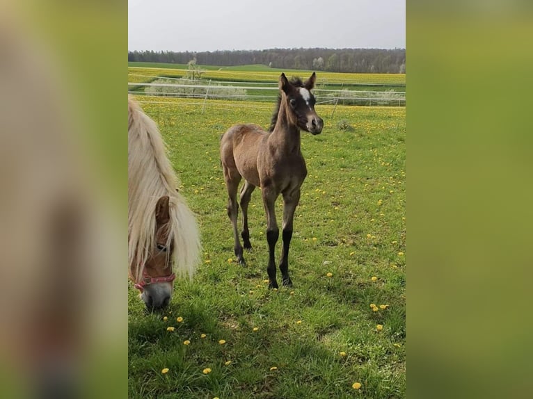 Edelbluthaflinger Stallone Puledri
 (04/2024) 150 cm Grigio in Rosenberg