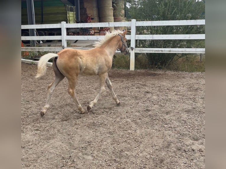Edelbluthaflinger Stallone Puledri (05/2026) 150 cm Sauro in Eggenfelden