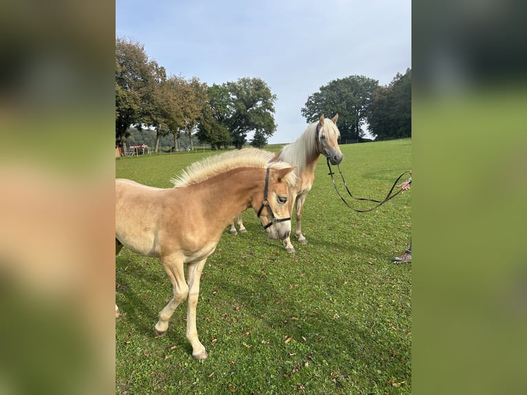 Edelbluthaflinger Stallone Puledri (05/2024) in Thierhaupten