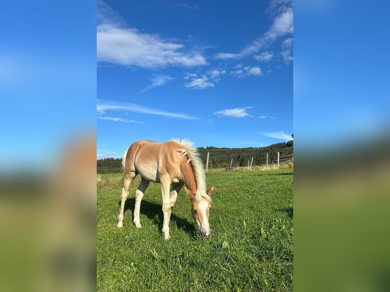 Edelbluthaflinger Stallone Puledri (04/2026)  in Rettenberg