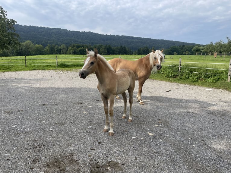 Edelbluthaflinger Stallone Puledri (04/2025) Sauro in Bad Feilnbach
