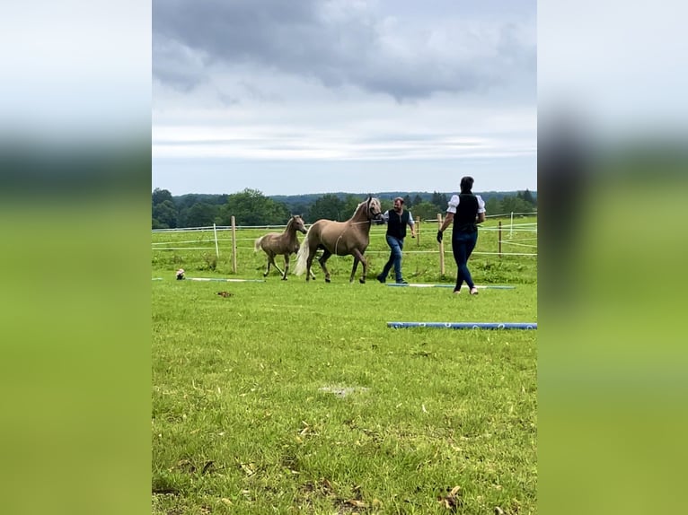 Edelbluthaflinger Stallone Puledri
 (04/2024) Sauro in Gmund am Tegernsee