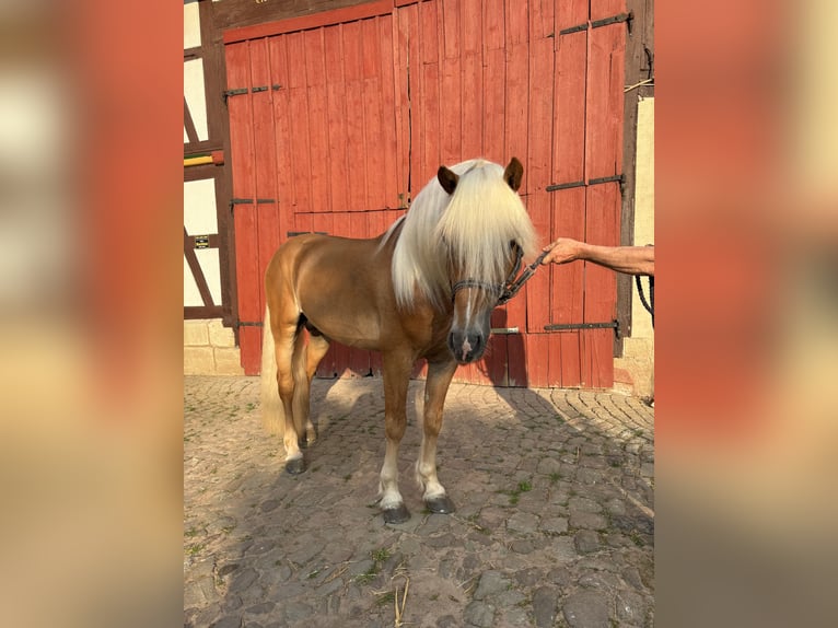 Edelbluthaflinger Stallone Sauro in Friedewald