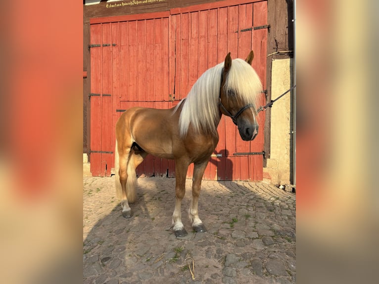 Edelbluthaflinger Stallone Sauro in Friedewald