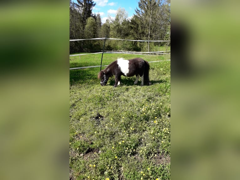 Edelbluthaflinger Sto 7 år 150 cm in Rottenbuch