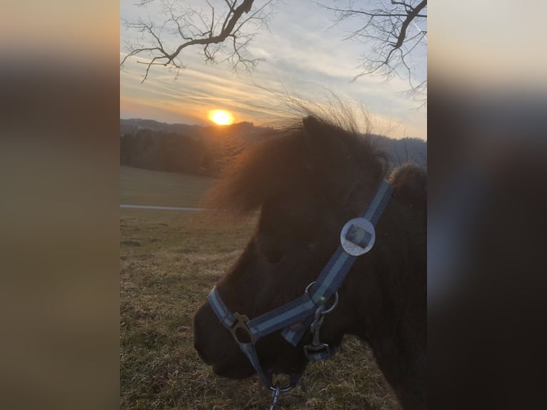 Edelbluthaflinger Sto 7 år 150 cm in Rottenbuch