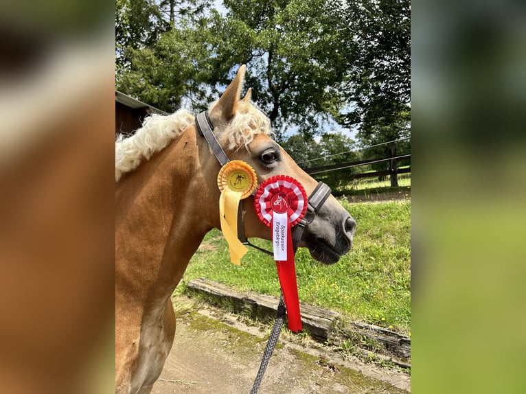 Edelbluthaflinger Stute 10 Jahre 145 cm Fuchs in Grumbach