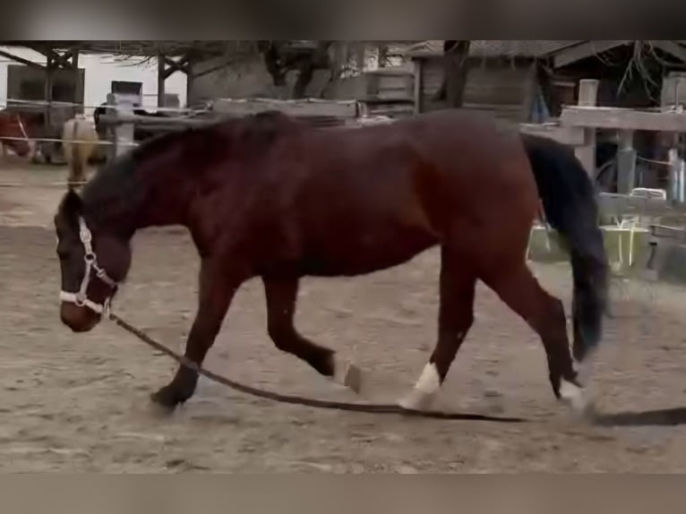 Edelbluthaflinger Stute 10 Jahre 150 cm  in Wellheim Hard