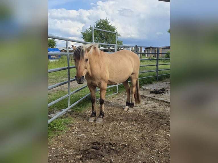 Edelbluthaflinger Stute 10 Jahre 150 cm  in Wellheim Hard