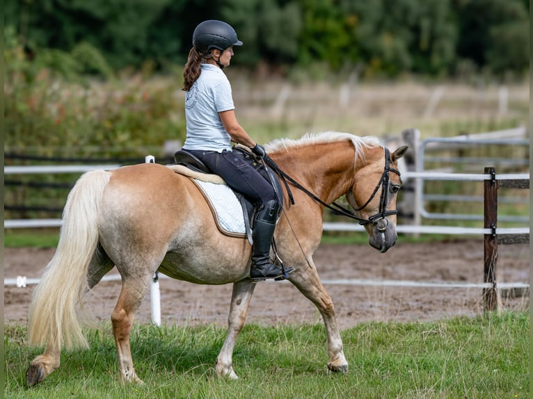 Edelbluthaflinger Stute 10 Jahre 151 cm Fuchs in Schretstaken