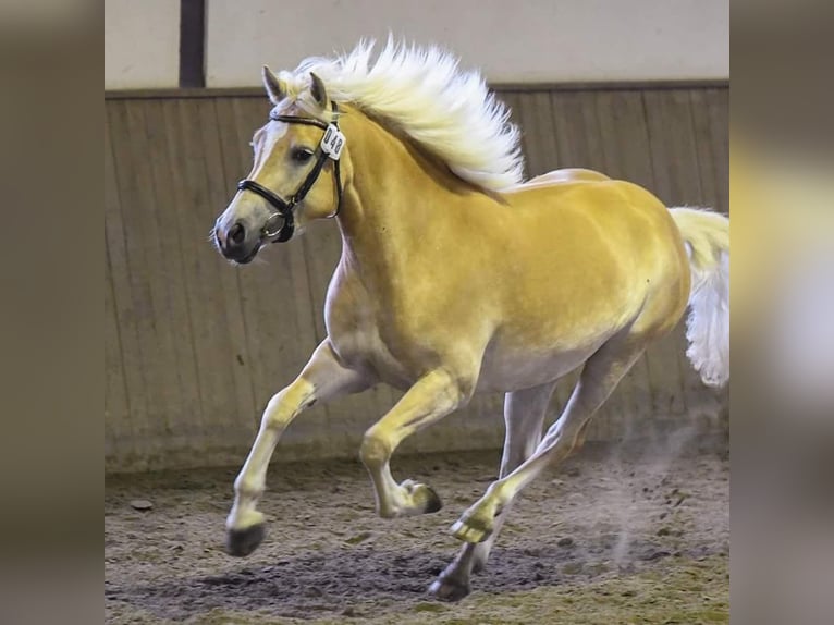 Edelbluthaflinger Stute 10 Jahre 151 cm Fuchs in Schretstaken