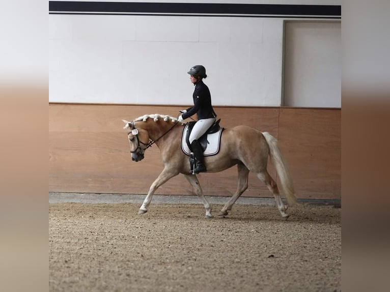 Edelbluthaflinger Stute 10 Jahre 151 cm Fuchs in Schretstaken