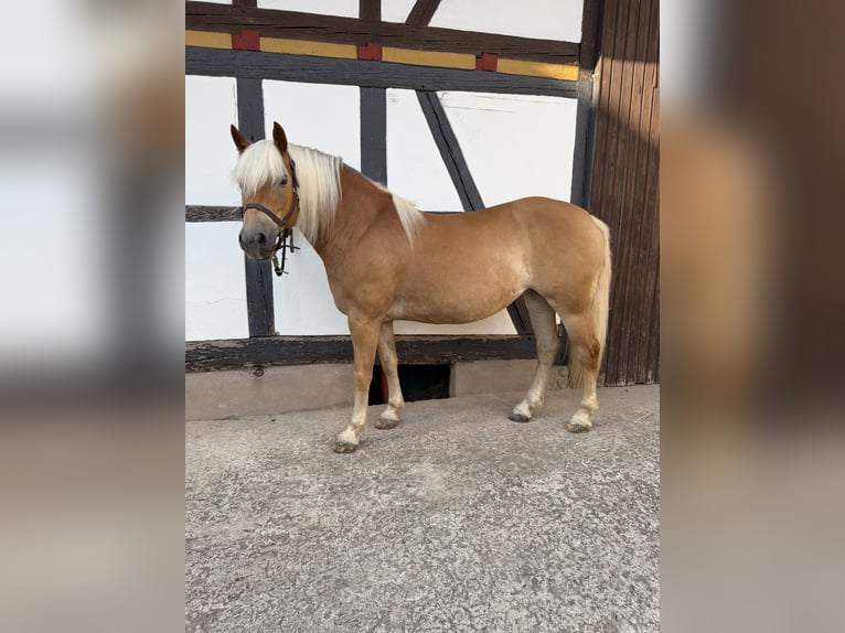 Edelbluthaflinger Stute 11 Jahre 152 cm Fuchs in Nüsttal