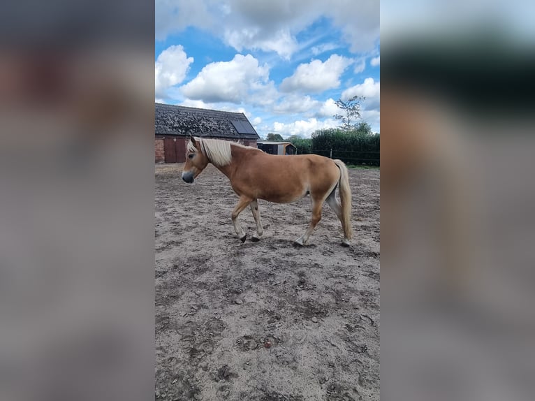 Edelbluthaflinger Stute 12 Jahre 144 cm Fuchs in Bohmte