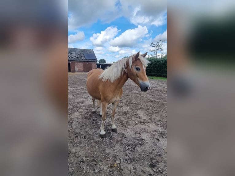 Edelbluthaflinger Stute 12 Jahre 144 cm Fuchs in Bohmte