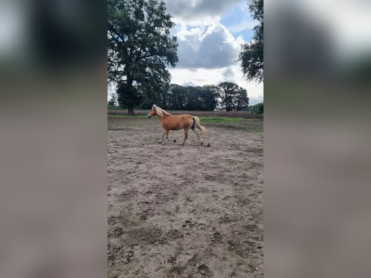 Edelbluthaflinger Stute 12 Jahre 144 cm Fuchs in Bohmte