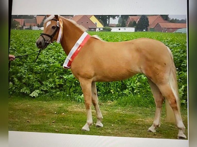Edelbluthaflinger Stute 13 Jahre 147 cm Fuchs in Neuenkirchen-Vörden