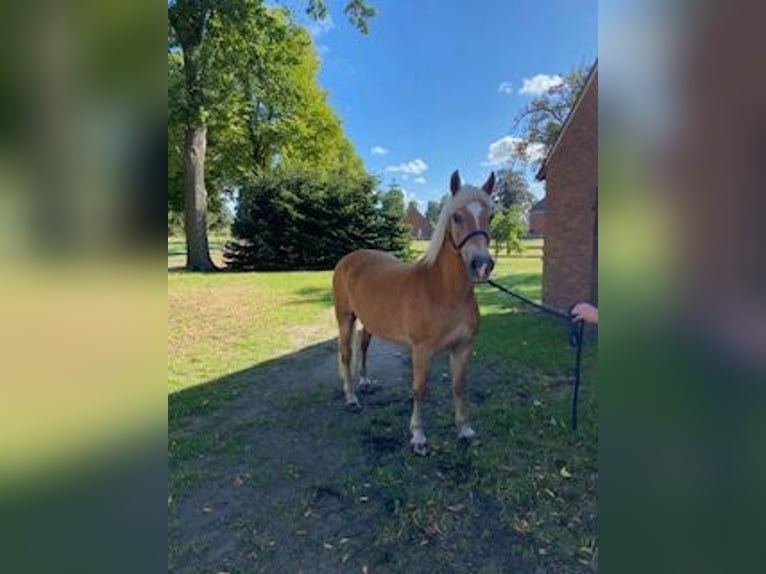 Edelbluthaflinger Stute 13 Jahre 147 cm Fuchs in Neuenkirchen-Vörden