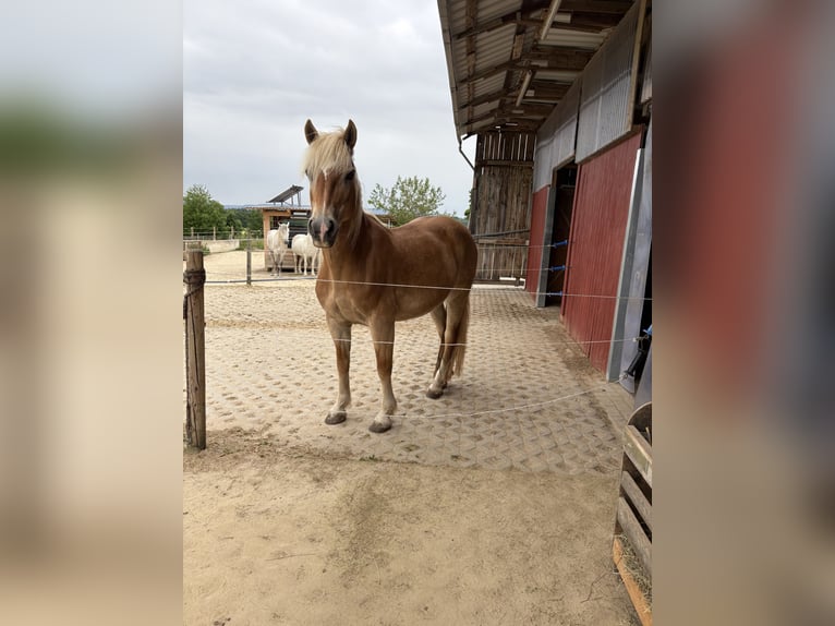 Edelbluthaflinger Stute 15 Jahre 147 cm Fuchs in Staufenberg