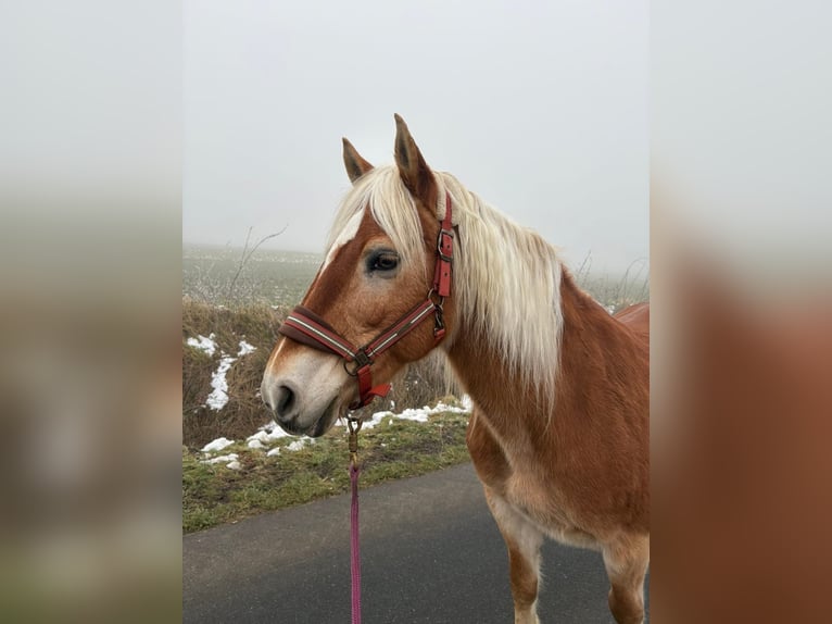 Edelbluthaflinger Stute 15 Jahre 147 cm Fuchs in Staufenberg