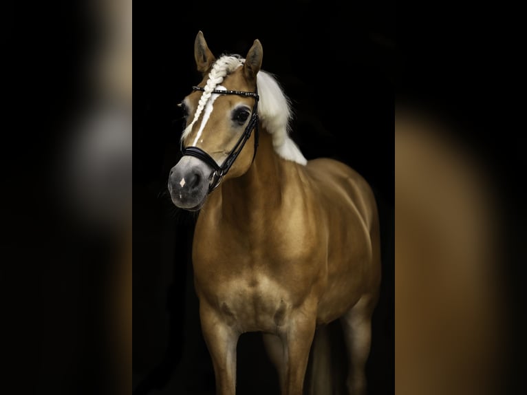 Edelbluthaflinger Stute 15 Jahre 151 cm in Mömbris