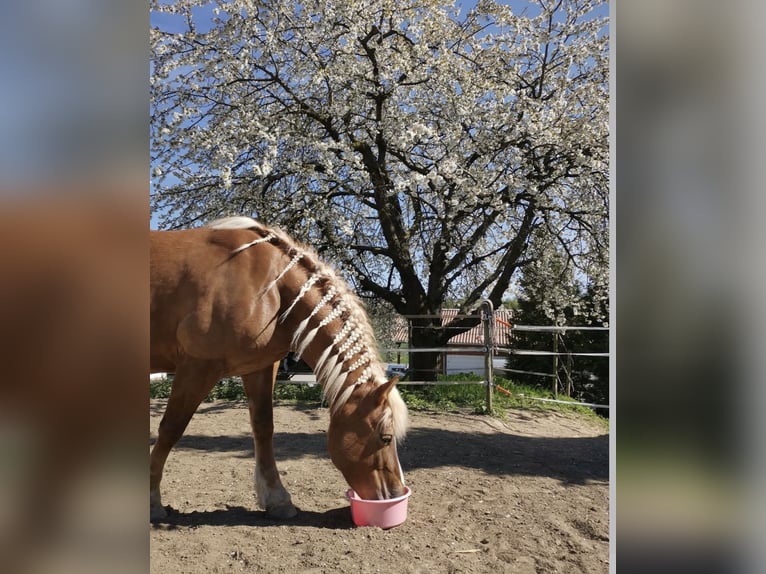 Edelbluthaflinger Stute 16 Jahre 143 cm Fuchs in Mainz