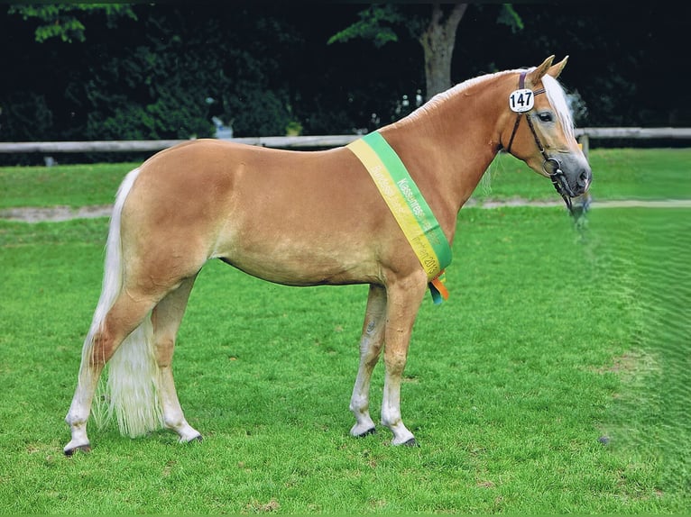 Edelbluthaflinger Stute 16 Jahre 148 cm Fuchs in Miesbach