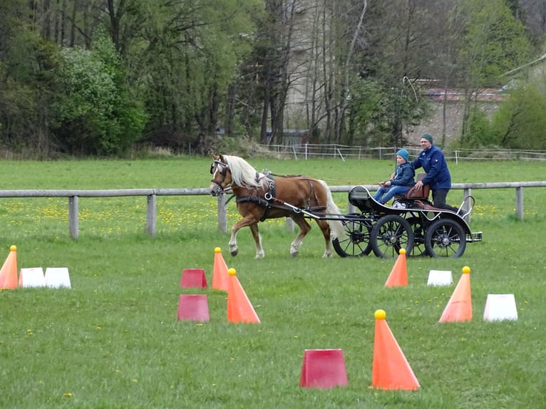 Edelbluthaflinger Stute 16 Jahre 148 cm Fuchs in Miesbach