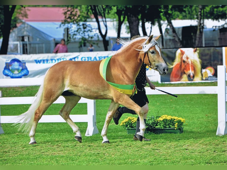 Edelbluthaflinger Stute 16 Jahre 148 cm Fuchs in Miesbach