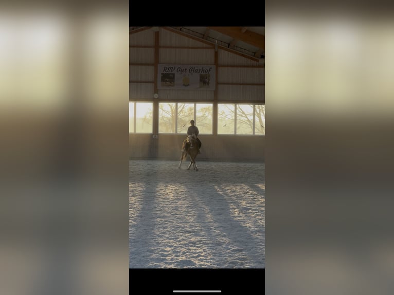 Edelbluthaflinger Stute 17 Jahre 150 cm Fuchs in Mömbris