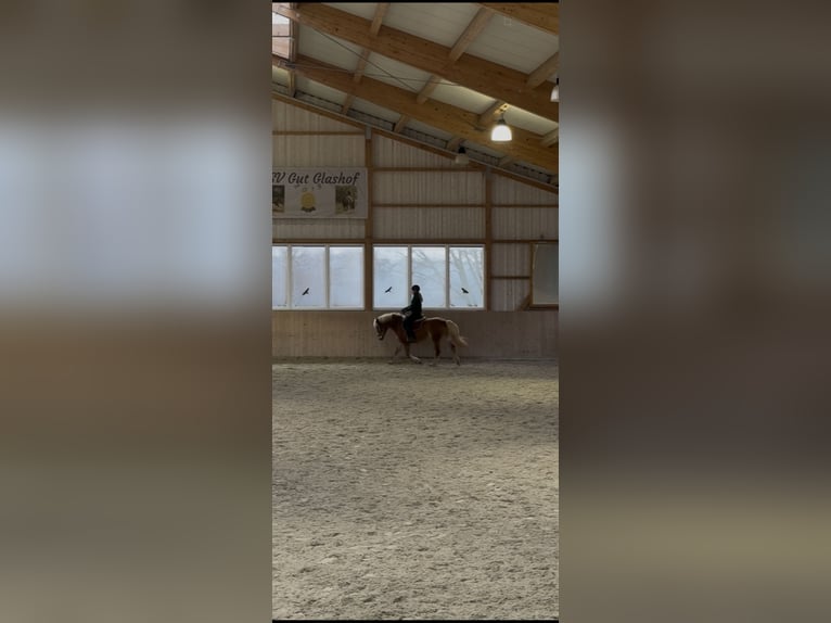 Edelbluthaflinger Stute 17 Jahre 150 cm Fuchs in Mömbris