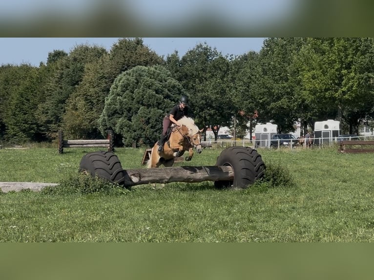Edelbluthaflinger Stute 17 Jahre 150 cm Fuchs in Mömbris