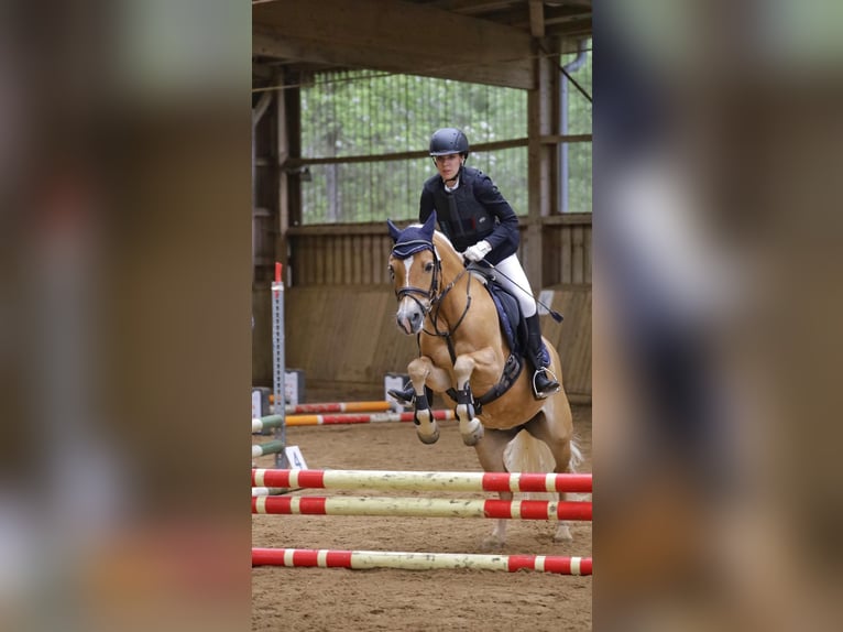 Edelbluthaflinger Stute 18 Jahre 144 cm Fuchs in München
