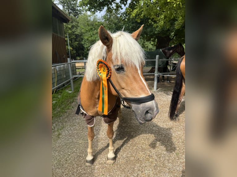Edelbluthaflinger Stute 18 Jahre 144 cm Fuchs in München