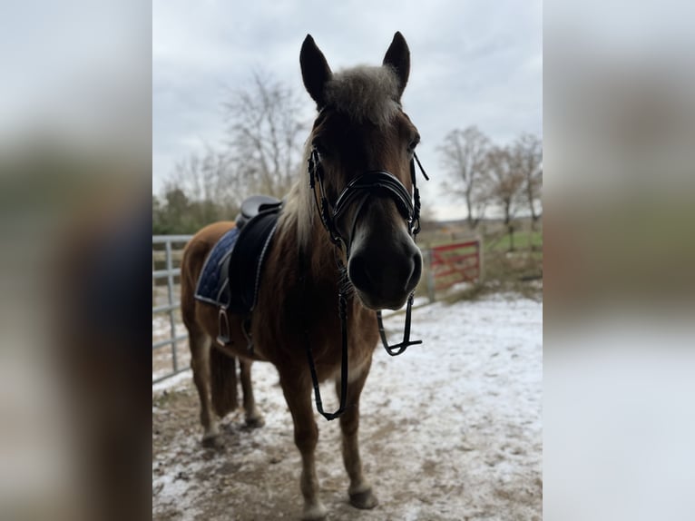 Edelbluthaflinger Stute 18 Jahre 152 cm in Vorbeck